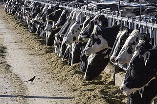 Dairy cattle feed at a farm near Vado, N.M., in this March 31, 2017 file photo. The U.S. Department of Agriculture said March 25, 2024, that milk from dairy cows in Texas and Kansas has tested positive for bird flu. (AP/Rodrigo Abd)